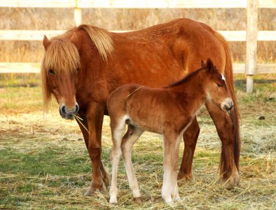 Wild Ponies Chincoteague NWR,Va