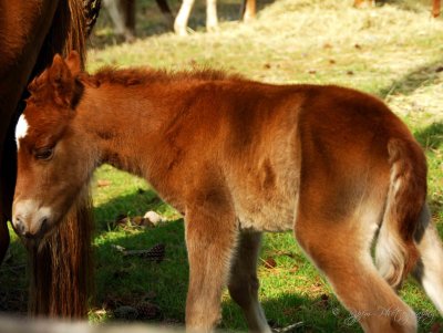 Wild Pony Chincoteague NWR,Va