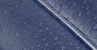 Mist On Feather