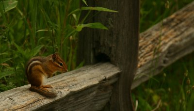 Old Fence in Green