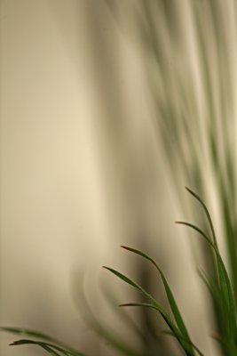 Green Sweet Green