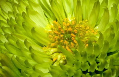 Green Mum