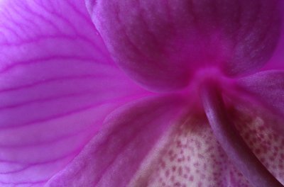 Petals