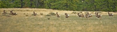 Running On The Range