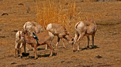 Mule Deer Taxi Service