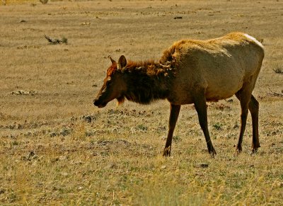 Cow Moose