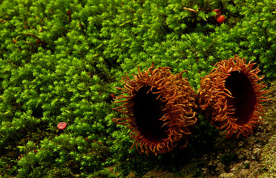 Acorn Caps