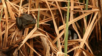 Frog In Morning