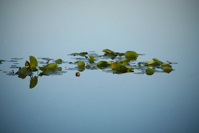 Pads On Pond