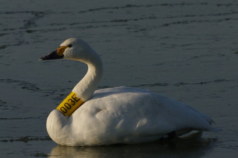kleine zwaan