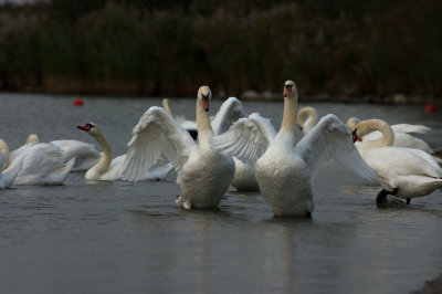 knobbelzwanen veluwemeer