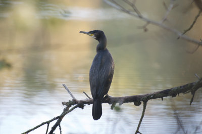 aalscholver awd