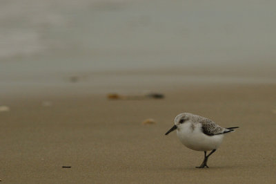 drieteenstrandloper