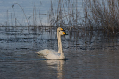 wilde zwanen
