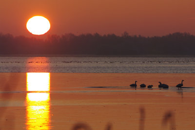 wilde zwanen in de ochtendzon