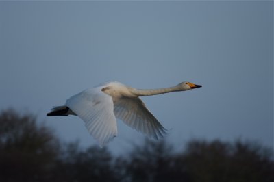 wilde zwaan 2