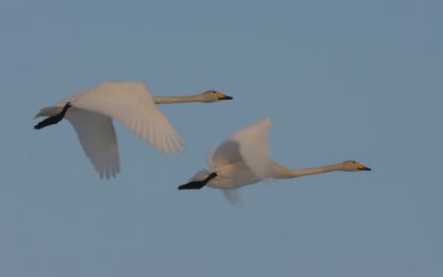 wilde zwanen 2