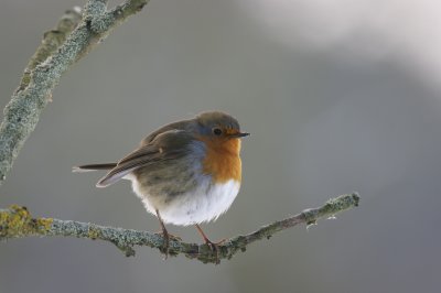 roodborst