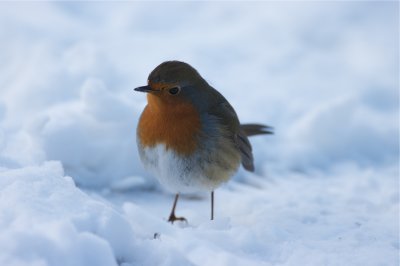 roodborst 2