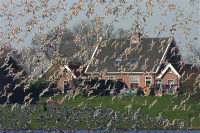grutto geijsel