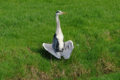 blauw reiger 'boedha'
