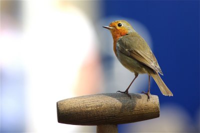 roodborst 'opzichter'
