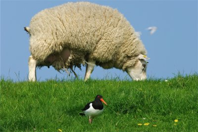 scholekster en Texelaar