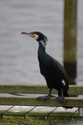 aalscholver