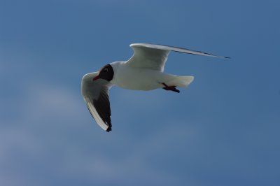 kokmeeuw