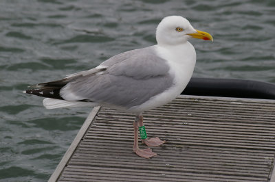 zilvermeeuw.jpg