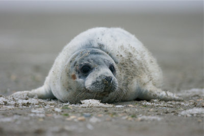 juv grijze zeehond.jpg
