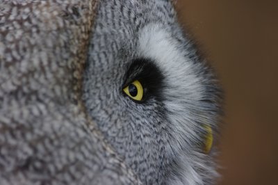laplanduil pprofiel.jpg