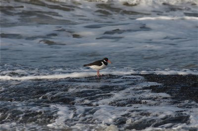 scholekster op strekdam