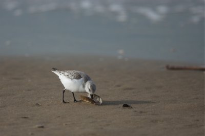 drieteen zwaardschede