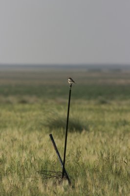 roodkopklauwier