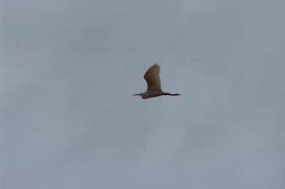 kleine zilverreiger