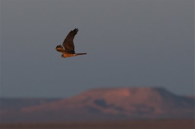 Werkgroep Grauwe Kiekendief zoekt uit wat hun vogels in Marokko te zoeken hebben
