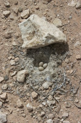 nest temminck's strandleeuwerik