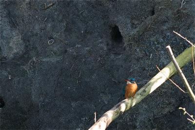 ijsvogel.jpg