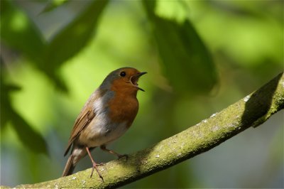 roodborst.jpg