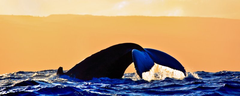 Humpback Whale - Pacific Gold