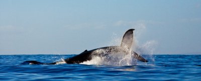 Humpback Whale - tail RD-554