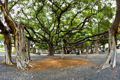 Lahaina Banyan Tree #7  (RD-579)
