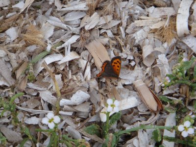 butterfly on neptune grass