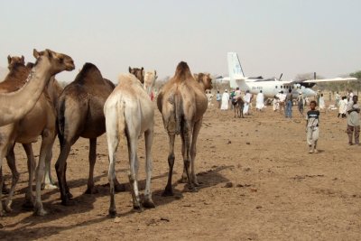 Camels are also surpised to see this big bird