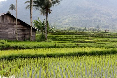 Rice terraces