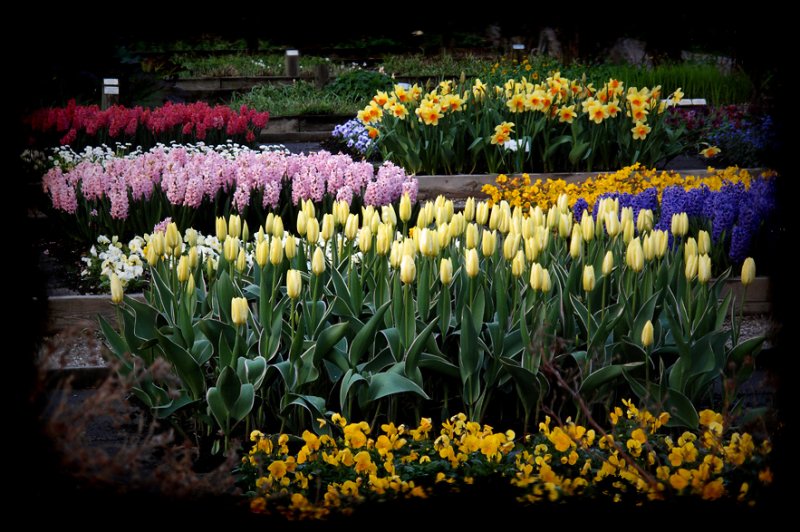 mostly yellow flowers, but also quite a few pink and some blue