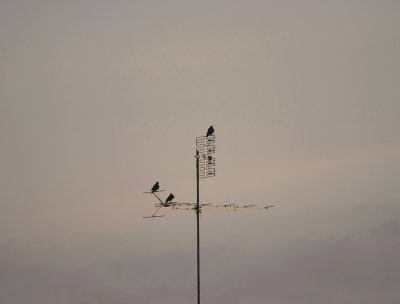 early morning tv-birdies