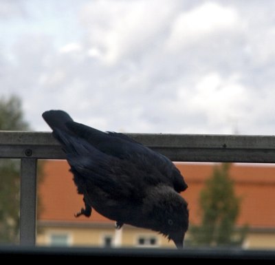 a new balcony guest