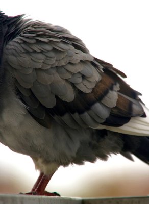 fluffy feathers :o)